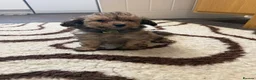 Chipoo dogs for sale: Rare Phantom Toy poodle in Farnborough - Advert 6