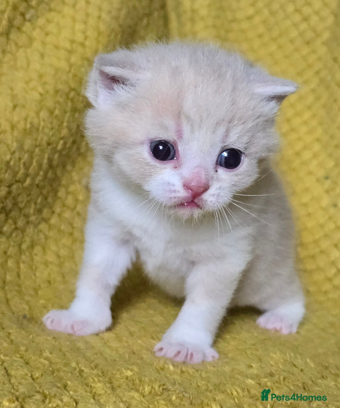 British Shorthair cats for sale: 1 BOY LEFT TICA reg BSH and BLH kittens - Advert 11