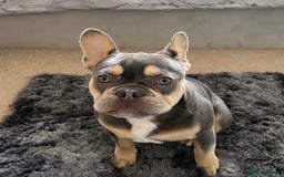 French Bulldog dogs for sale: French Bulldog for sale to a loving home  - Image 7