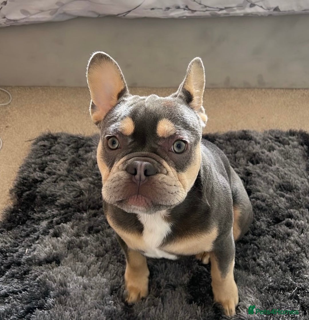French Bulldog dogs for sale: French Bulldog for sale to a loving home  - Image 7