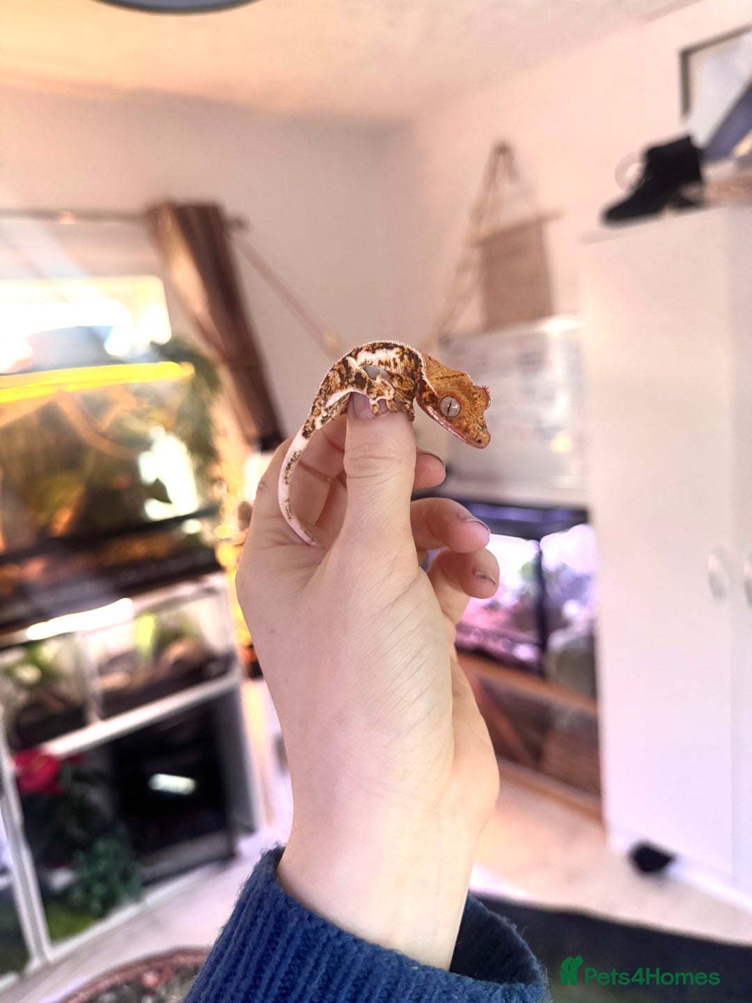 Gecko reptiles for sale: High expression Lily white Crested Gecko - Image 9