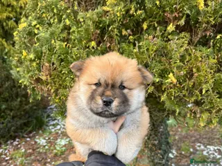 Mixed Breed dogs CHOWSKI PUPS READY TO GO! chow x Siberian husky - Advert 9