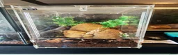 Tarantulas invertebrates for sale: tarantulas, Scorpions, Geckos,bugs and snails. - Advert 38