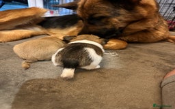 Chihuahua dogs for sale: Chihuahua X puppies  - Image 4