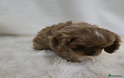 Cavalier King Charles Spaniel dogs for sale: TWO CAVALIER KING CHARLES BOYS AVAILABLE NOW - Image 10