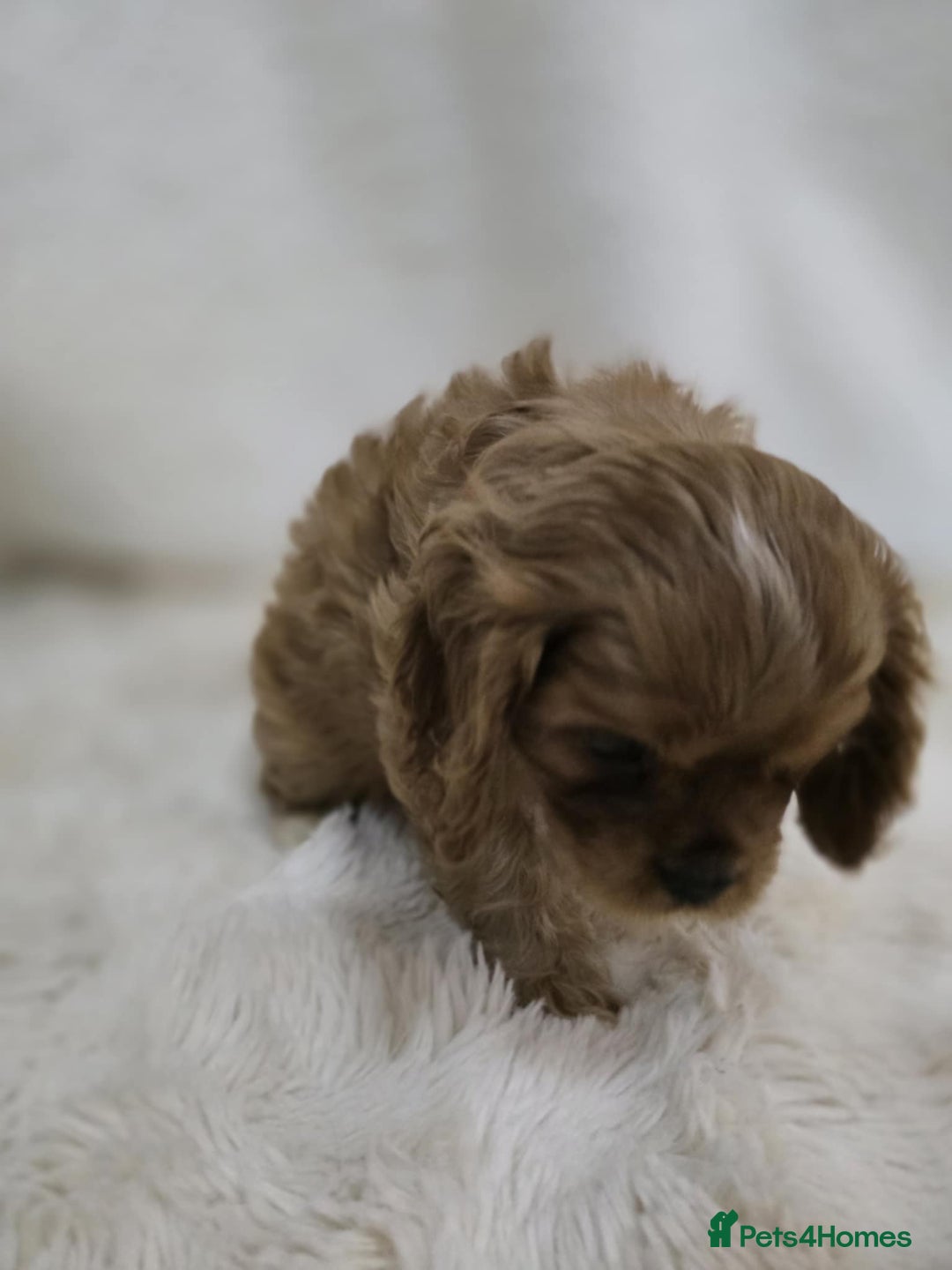Cavalier King Charles Spaniel dogs for sale: TWO CAVALIER KING CHARLES BOYS AVAILABLE NOW - Image 10