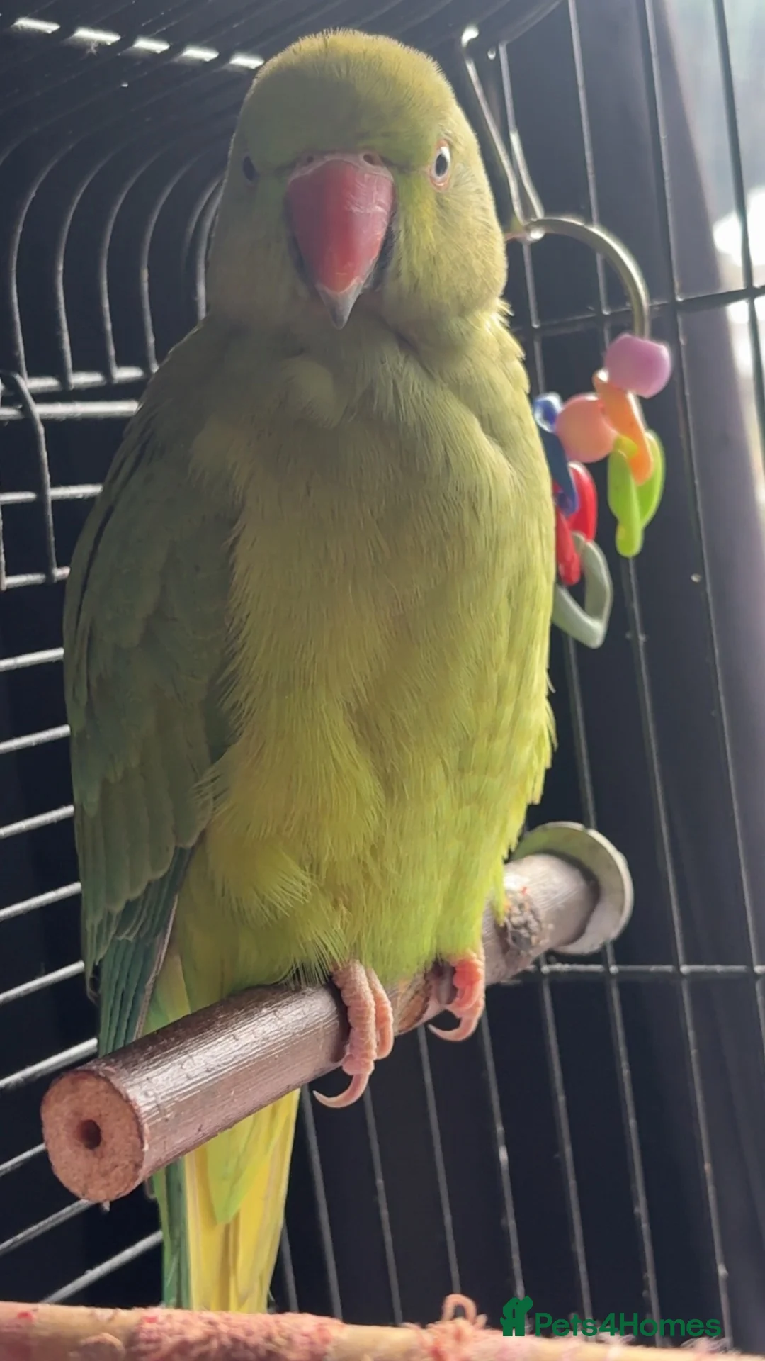 Ringnecks birds for sale: Ringneck parrot  - Advert 1