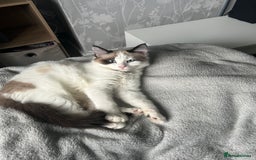 Ragdoll cats for sale: Ragdoll Siamese 1 year old - Image 2