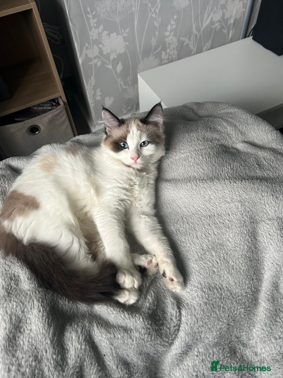 Ragdoll cats for sale: Ragdoll Siamese 1 year old - Image 2