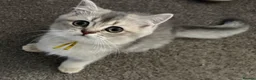British Shorthair cats for sale: READY TO GO British Shorthair Golden Kittens  - Advert 3