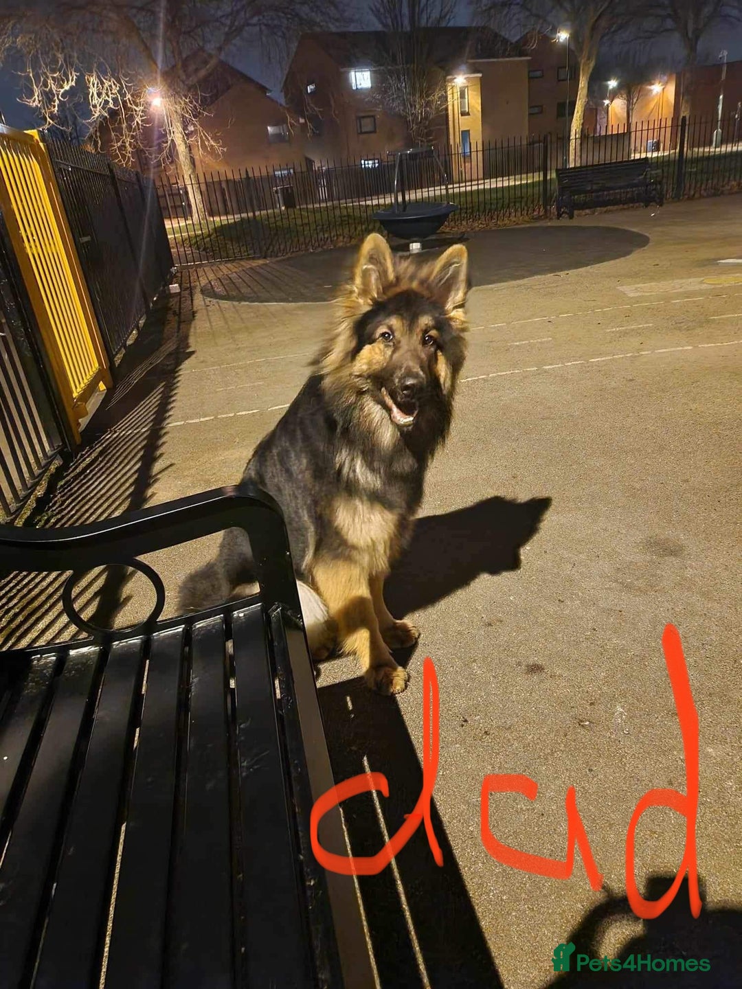 German Shepherd dogs for sale: 5 weeks German shepherd puppies  - Advert 18