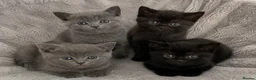 Mixed Breed cats for sale: British short hair x tabby kittens for sale. in Leicester - Advert 3