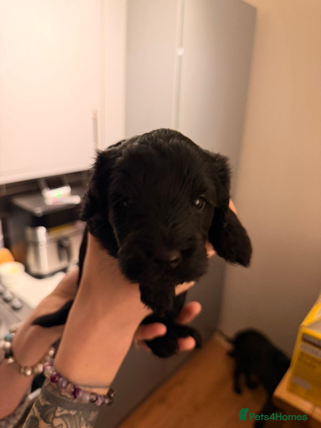 Cockapoo dogs for sale: Cockapoo pups - Advert 1