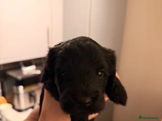 Cockapoo dogs Cockapoo pups - Advert 1