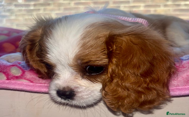 Cavalier King Charles Spaniel dogs in Arundel - Advert 9