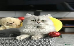 Persian cats for sale: Persian Chinchilla male for sale  - Image 2