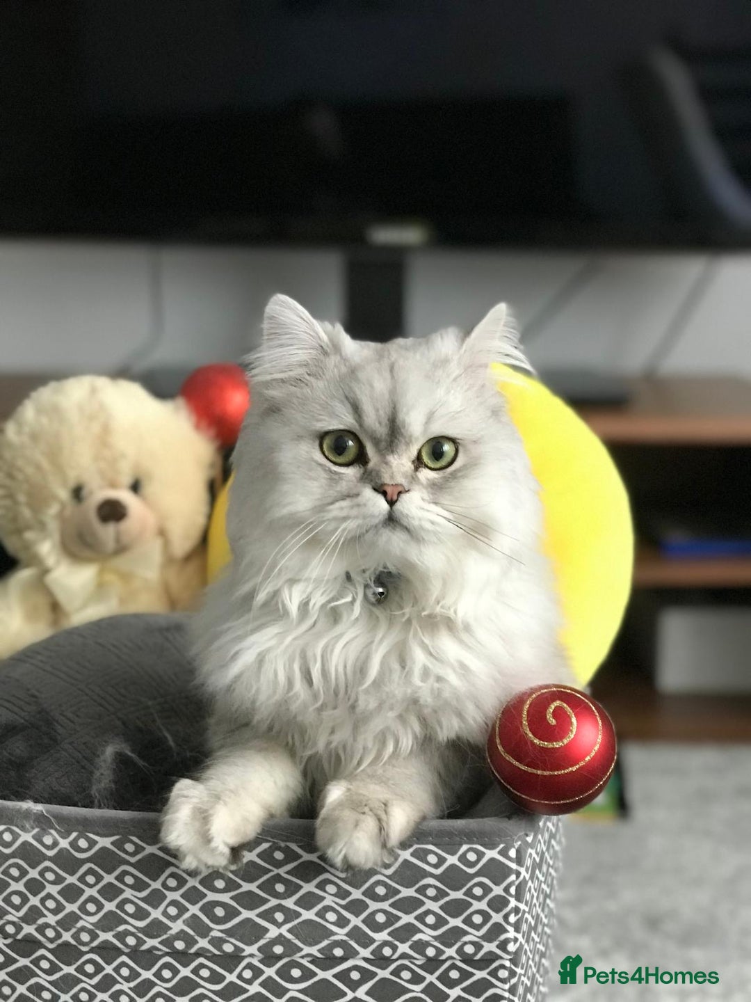 Persian cats for sale: Persian Chinchilla male for sale  - Image 2