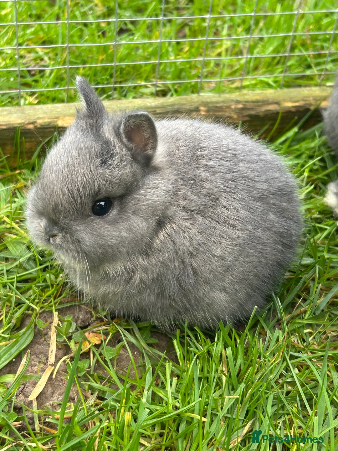 Netherland Dwarf rabbits for sale: Beautiful friendly Netherland Dwarf baby bunnies  - Advert 2