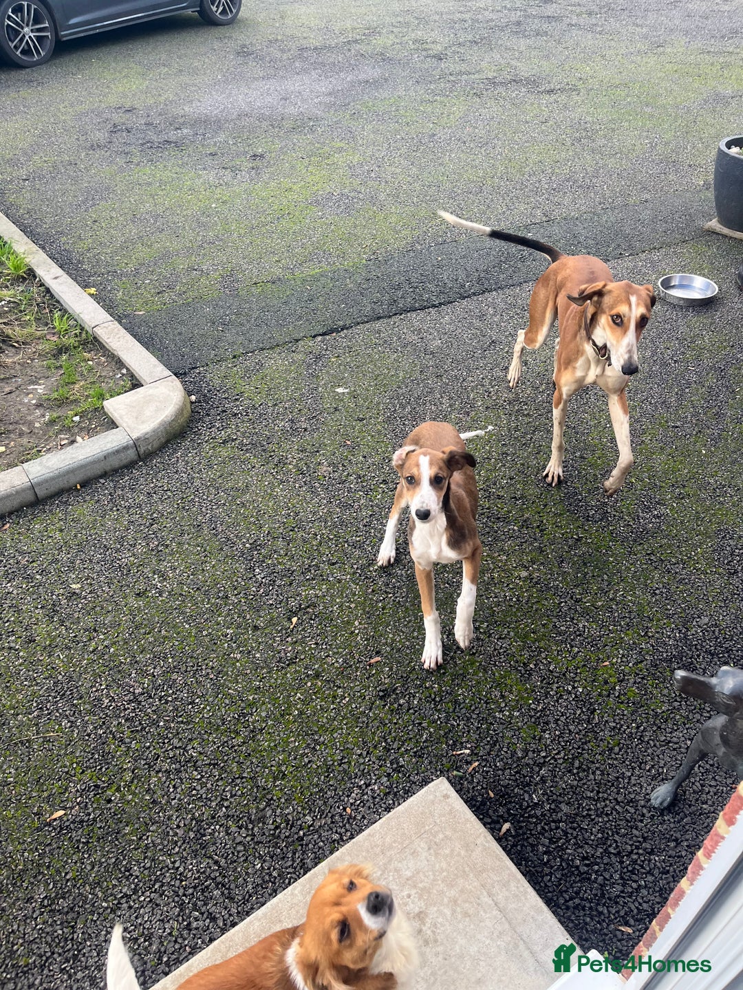 Lurcher dogs for sale: Beautiful lurcher puppy - Advert 5