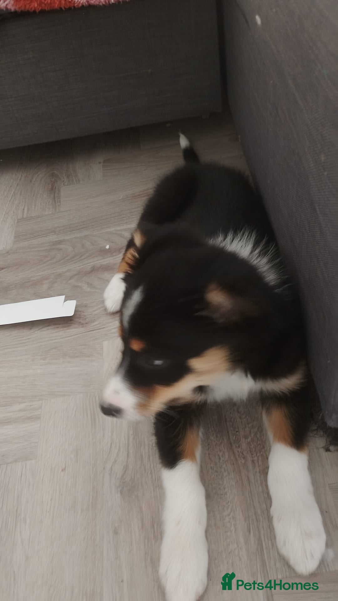 Border Collie dogs for sale: 10 week old puppy in Oswestry - Advert 5