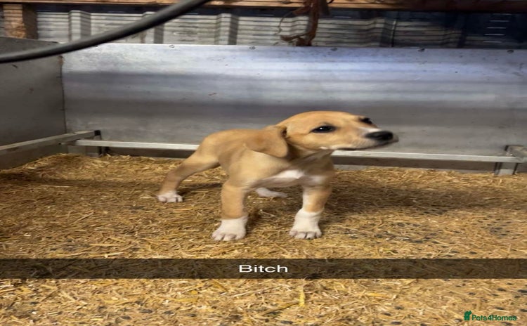 Lurcher dogs - Advert 1