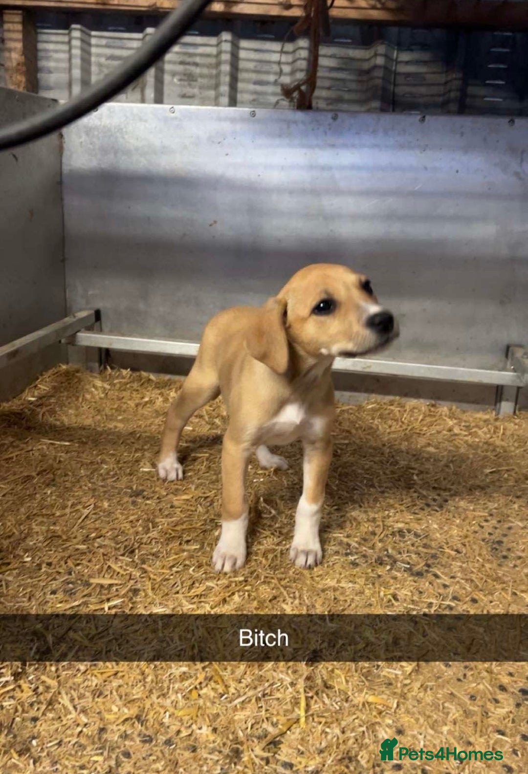 Lurcher dogs for sale: Lurcher pups available  - Image 1