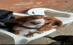 Cocker Spaniel dogs for sale: Beautiful cocker spaniel puppies❤️ - Image 16
