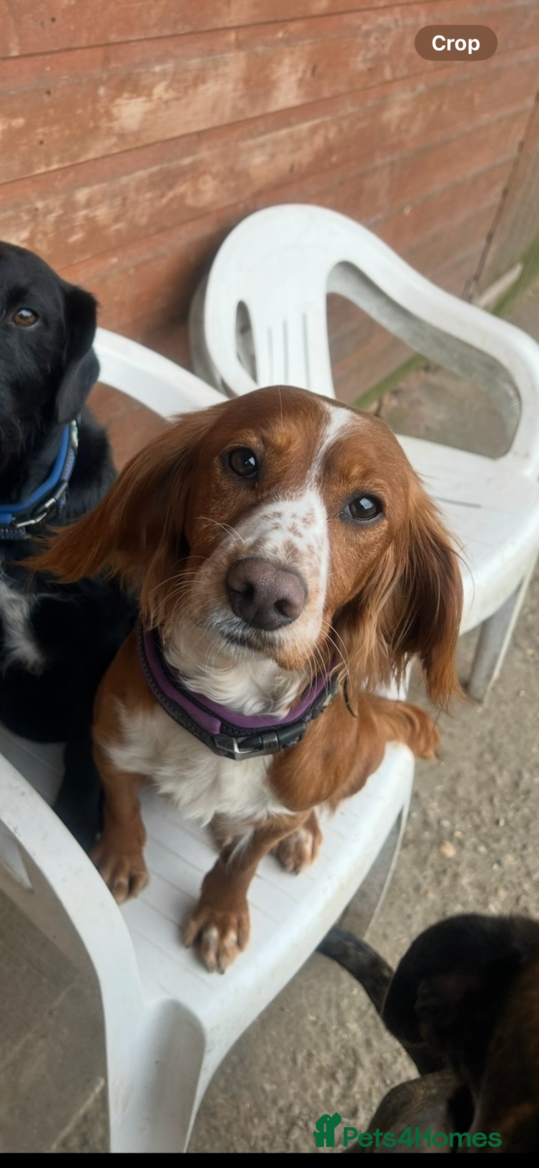 Cocker Spaniel dogs for sale: Beautiful cocker spaniel puppies❤️ - Image 16