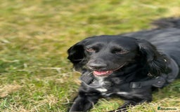 Cockapoo dogs for sale:  Cockapoo Puppies Ready for Their Forever Homes! - Advert 9
