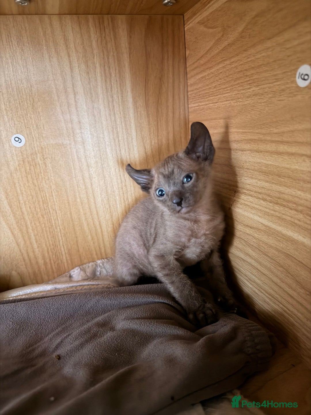 Sphynx cats for sale: Beautiful Sphynx and Elf kittens 🐾🩵🩷 - Advert 10