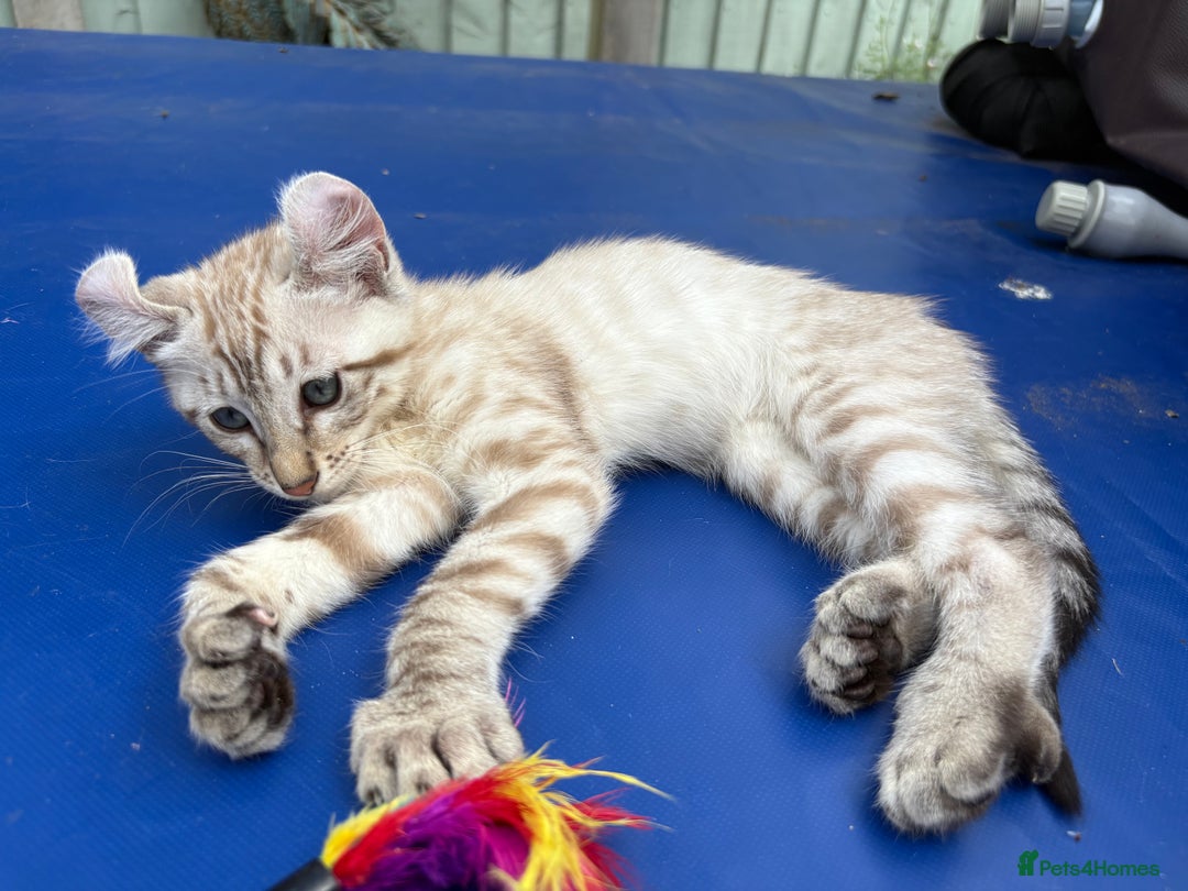 Keetso cats for sale: Super snow leopard girl  - Image 18