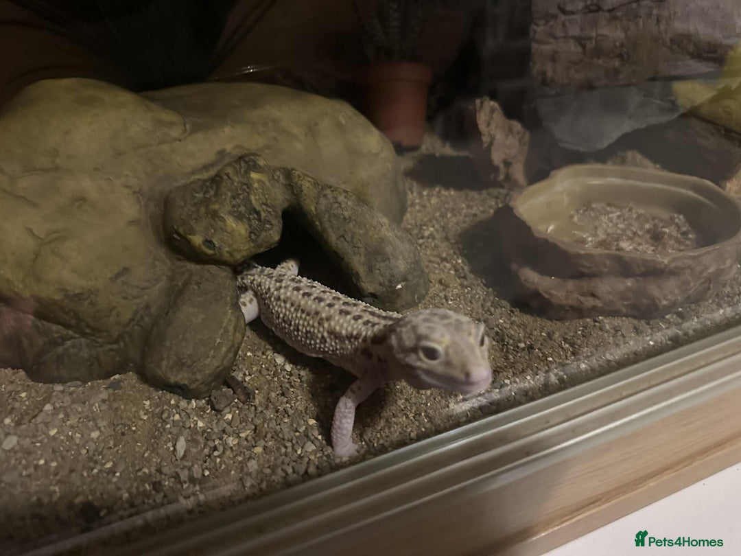 Gecko reptiles for sale: 3 year old leopard gecko  - Advert 5