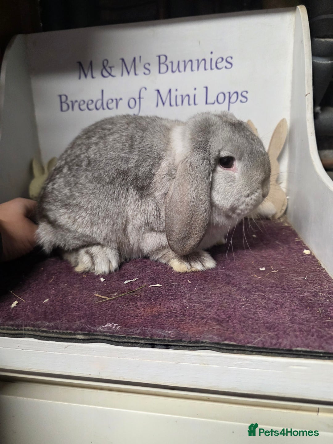Mini Lop rabbits for sale: Mini Lop Chocolate Chinchilla Doe - Advert 4