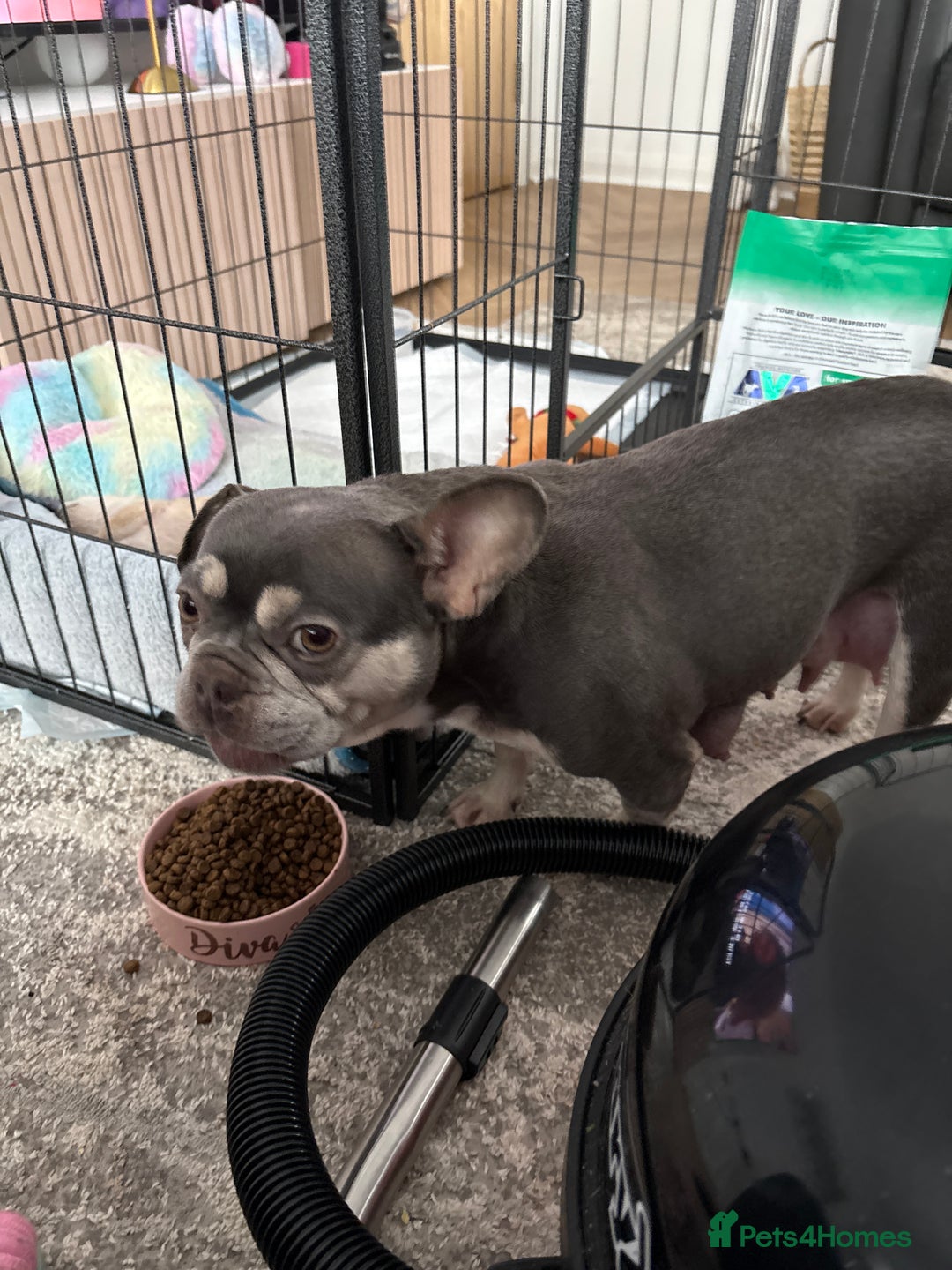 Mixed Breed dogs for sale: Beautiful we puppies  good homes only please  - Advert 3