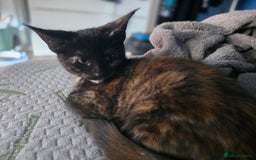 Maine Coon cats for sale: Mix Maine Cone kittens  - Image 9