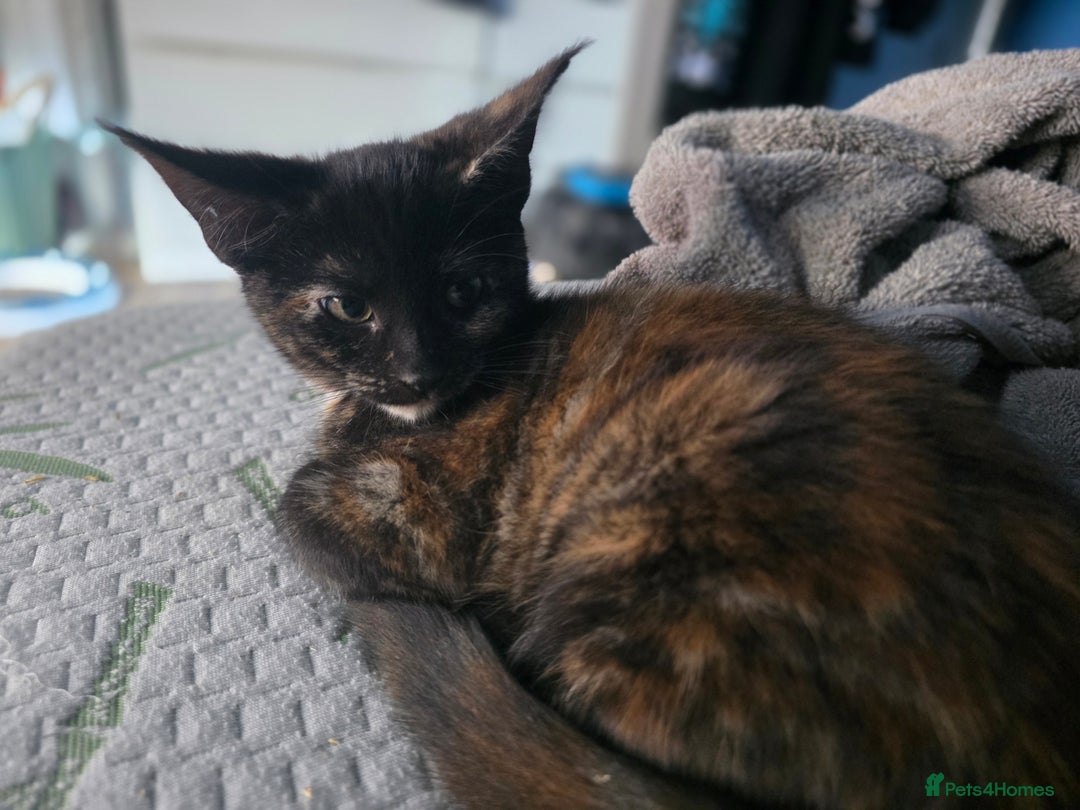 Maine Coon cats for sale: Mix Maine Cone kittens  - Image 9
