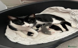 British Longhair cats for sale: 4 Beautiful Kittens  - Image 12