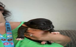 Staffordshire Bull Terrier dogs for sale: Last to males  - Image 10