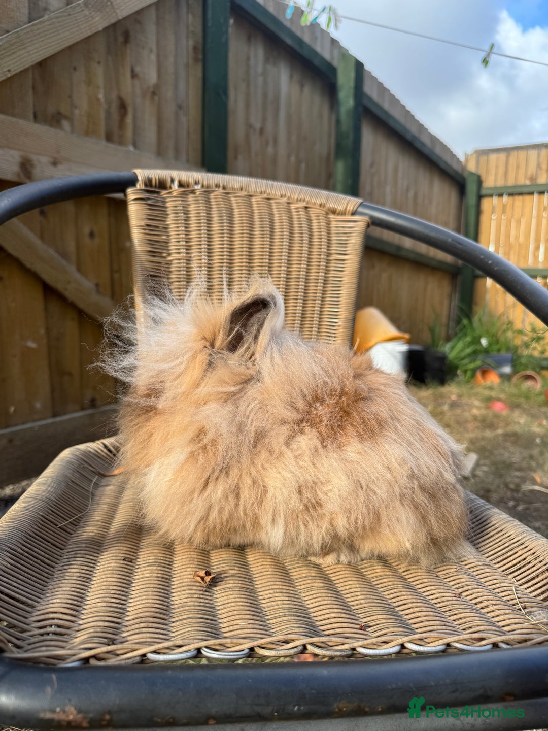 Lionhead rabbits for sale: Pure bred double maned chocolate torte lionhead  - Image 10