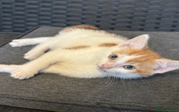 Mixed Breed cats for sale: Selling 3 kittens - Image 5