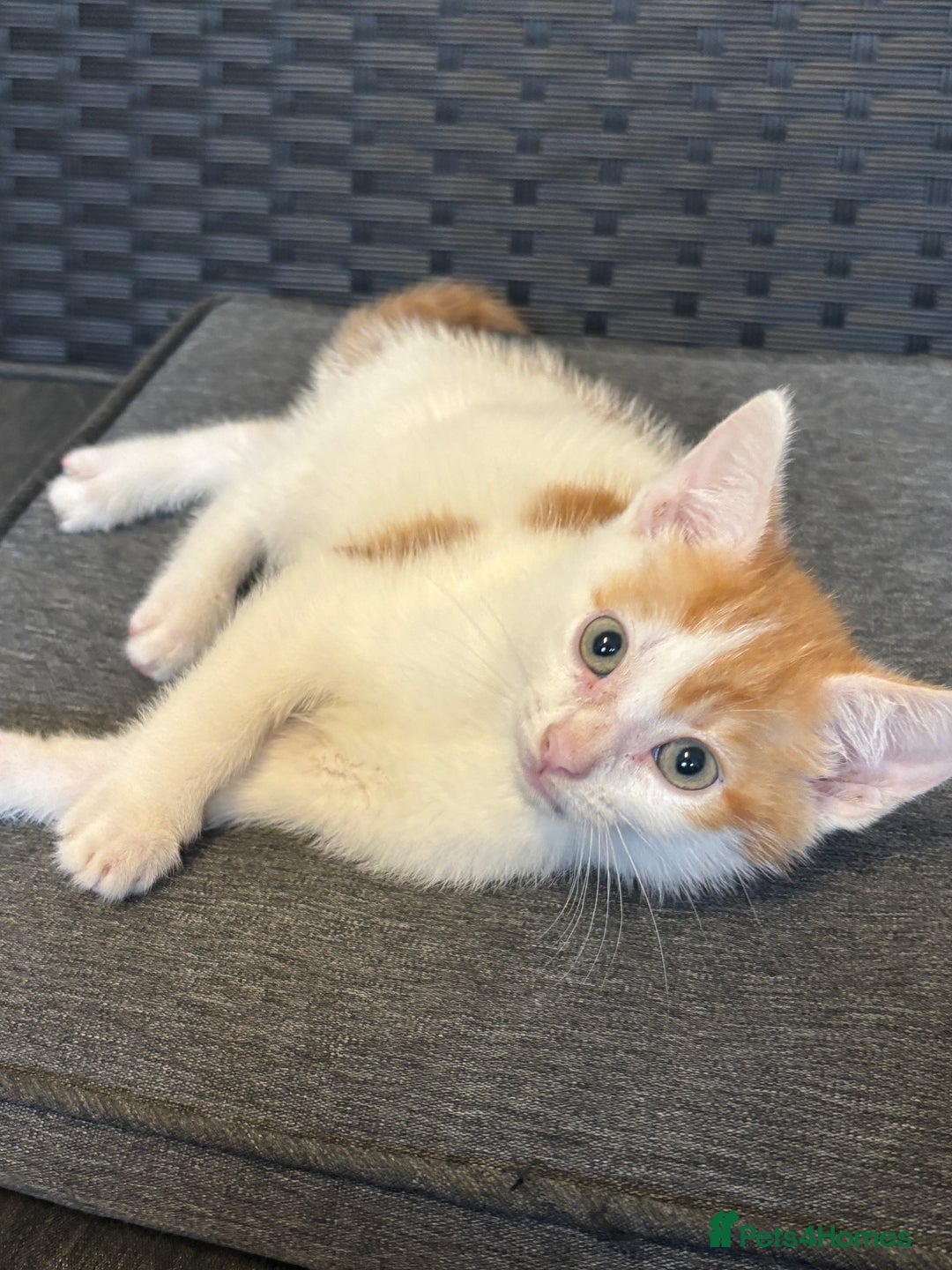Mixed Breed cats for sale: Selling 3 kittens - Image 5