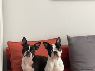 Boston Terrier dogs - Advert 1