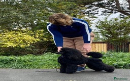 Miniature Poodle dogs for sale: Exquisite quality Min Poodles due August - Image 5