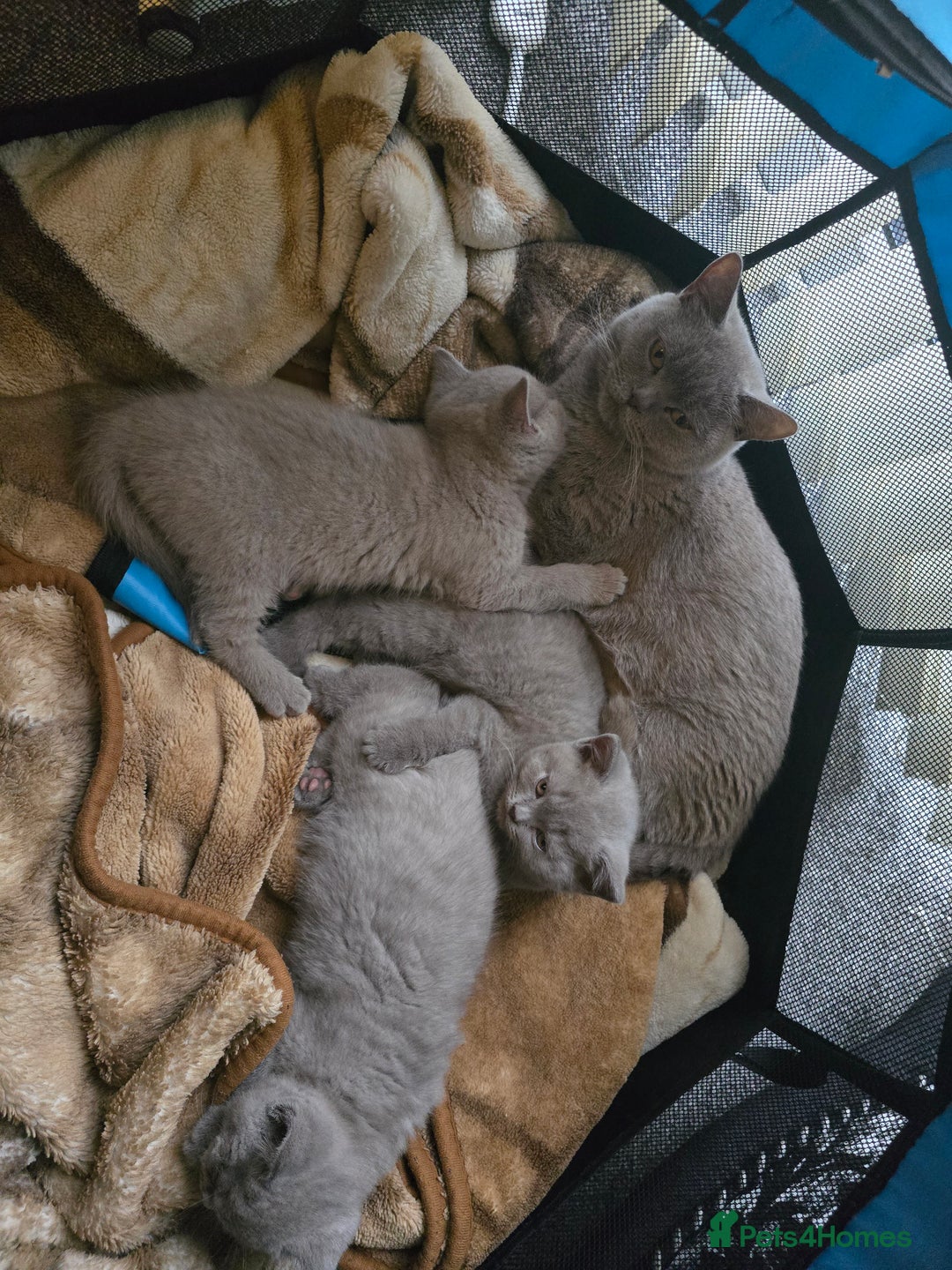 British Shorthair cats for sale: 1 beautiful BSH pedigree girl remaining🐾  - Advert 8