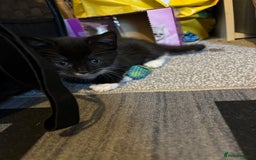 British Longhair cats for sale: Three adorable kittens  - Image 8
