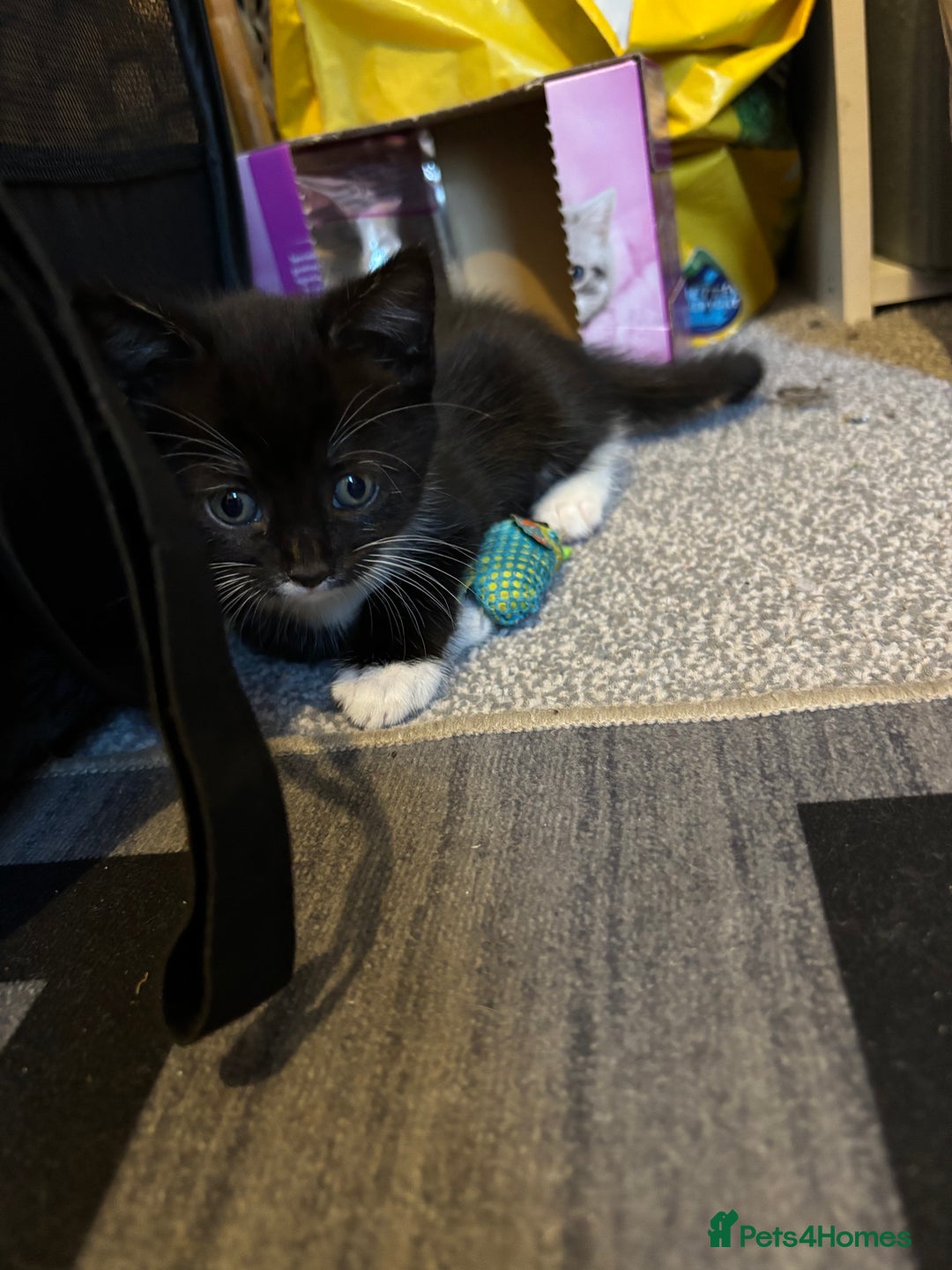 British Longhair cats for sale: Three adorable kittens  - Image 8