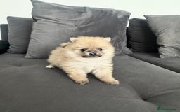 Pomeranian dogs for sale: Pomaranian puppies - Image 7