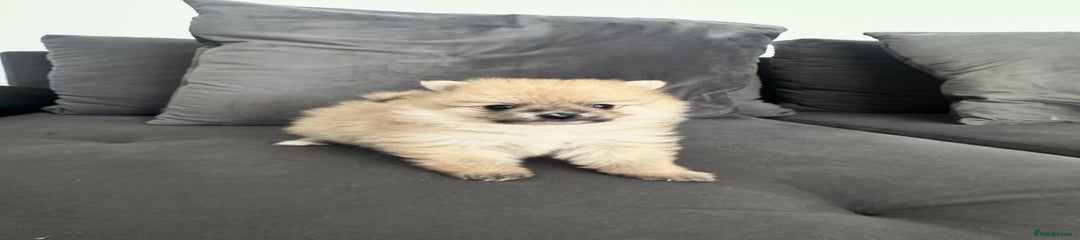 Pomeranian Puppy 5