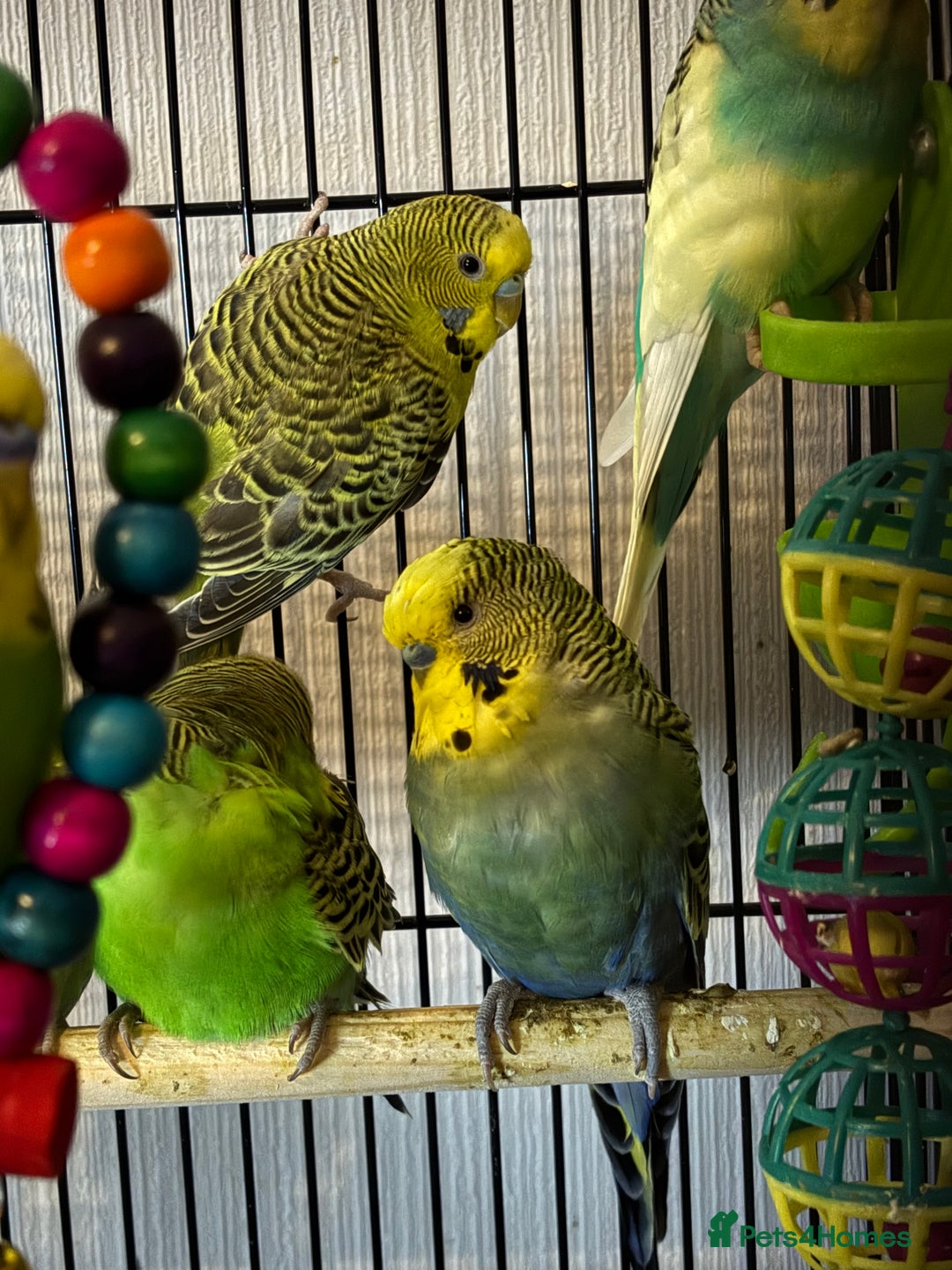 Budgerigars birds for sale: Budgies  - Advert 7