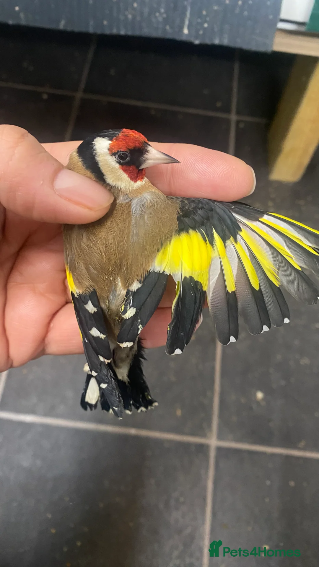 Finches birds for sale: BBC ring mae goldfinches available  - Advert 2